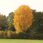 Höstlig fotopromenad