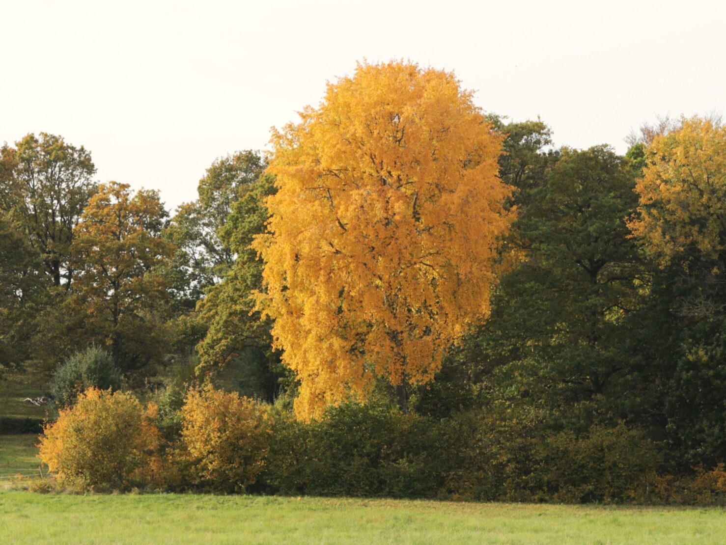Höstlig fotopromenad